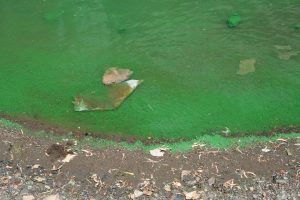 Algae-pollution in water